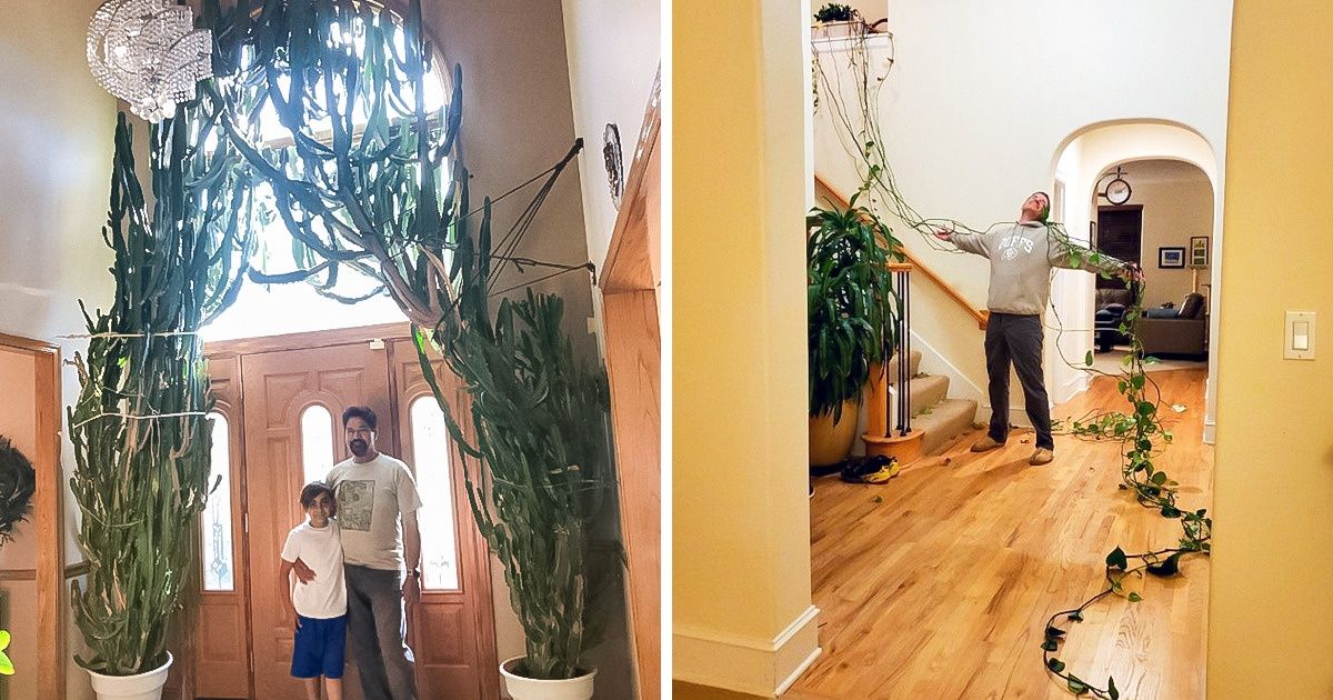 20+ Pessoas que têm mão boa para plantas e não tiveram dúvida em compartilhar o resultado de seus dons