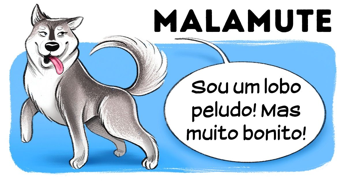 Guia ilustrado com raças de cães e suas características (parte 2)