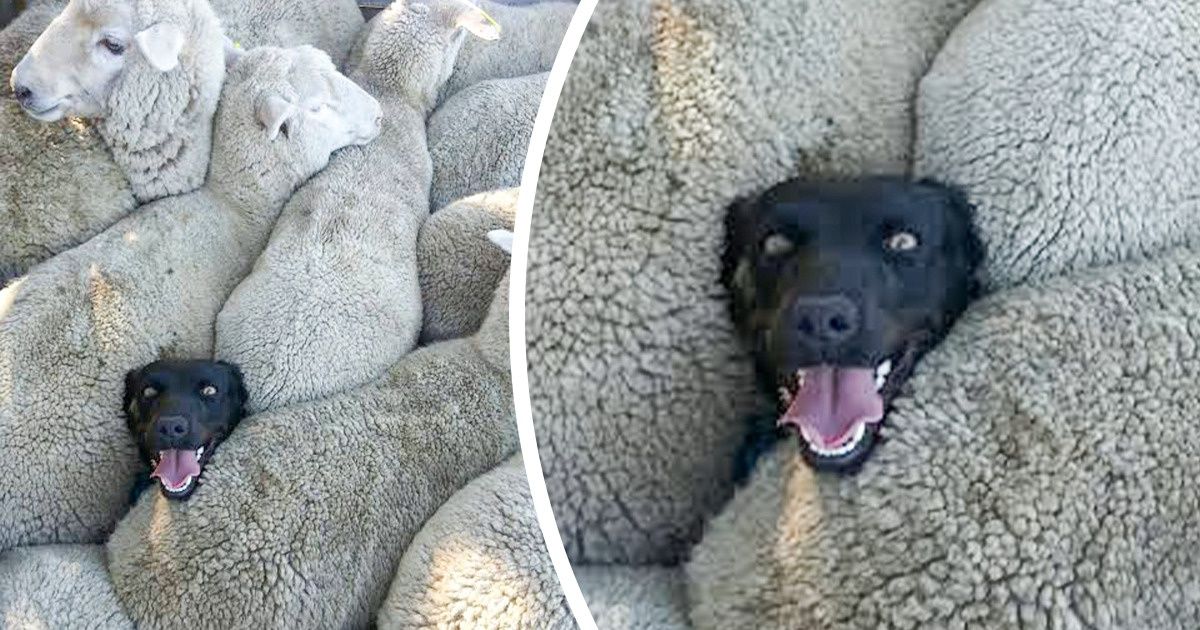 20 Animais alegres e fofos que vão deixar o seu dia muito melhor 20 Animais alegres e fofos que vão deixar o seu dia muito melhor