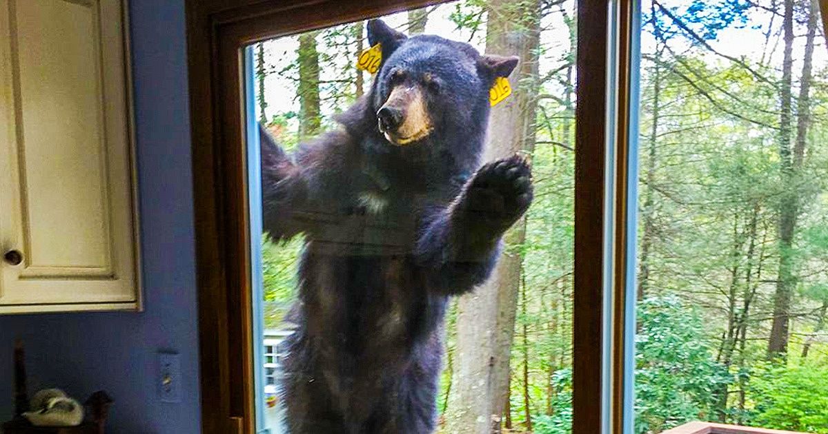 18 Fotos que mostram como seu dia pode começar com o pé esquerdo