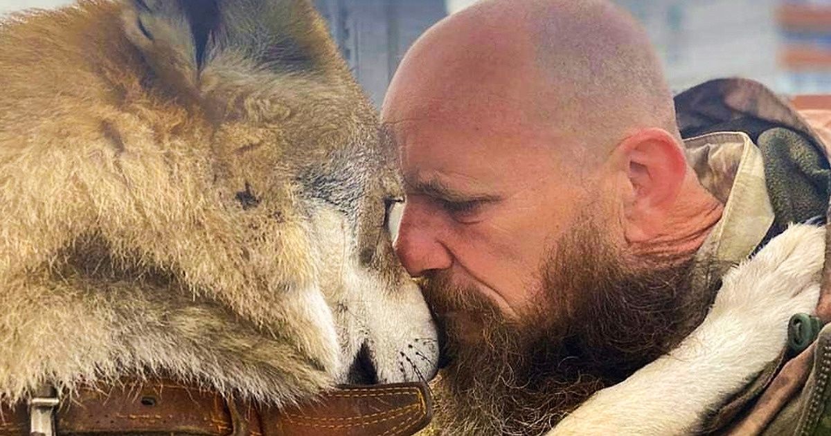 Ele salvou um filhote de lobo e o criou em casa (e agora o animal vive como um cão doméstico comum)