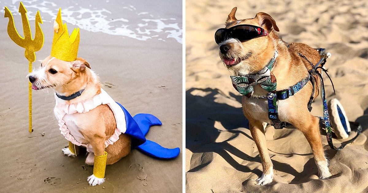 Cachorrinho cadeirante vira modelo e incentiva a adoção de animais com necessidades especiais Cachorrinho cadeirante vira modelo e incentiva a adoção de animais com necessidades especiais