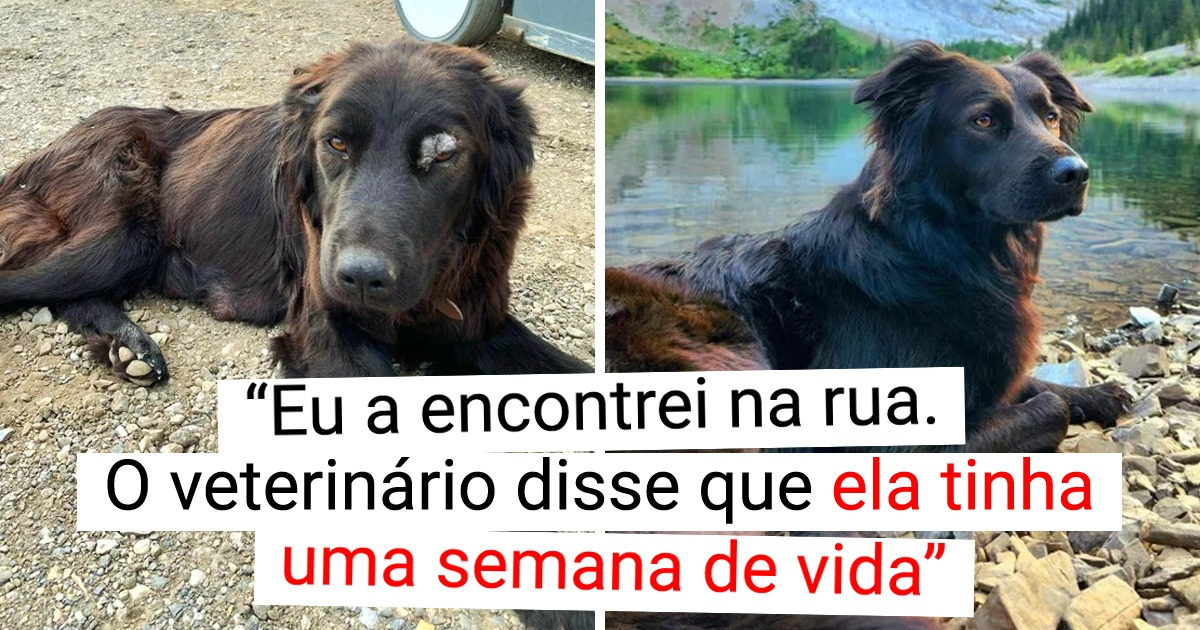 20+ Animais que precisavam apenas do calor de um lar para florescer