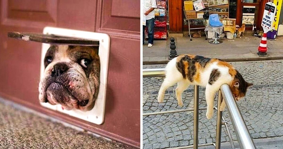 Pessoas que compartilharam fotos de seus animais em momentos pra lá de estranhos