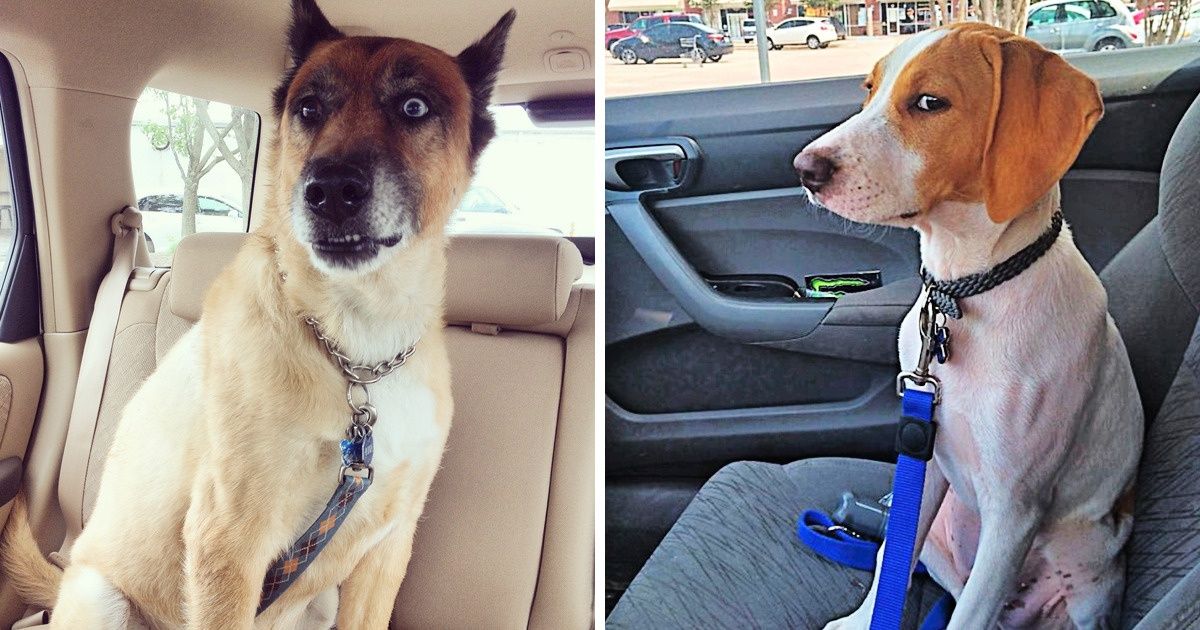 22 Momentos em que a visita ao veterinário não foi tão “agradável” 22 Momentos em que a visita ao veterinário não foi tão “agradável”