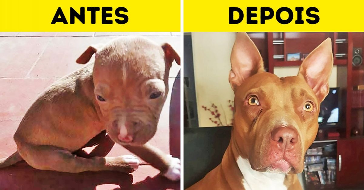 19 Seguidores do Incrível revelam o antes e o depois de pets que foram resgatados e adotados 19 Seguidores do Incrível revelam o antes e o depois de pets que foram resgatados e adotados
