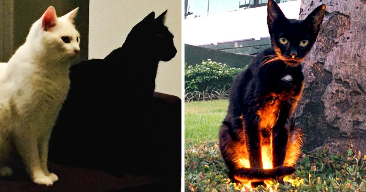 17 Fotos que provam que a vida não é a mesma quando se tem um gatinho preto em casa