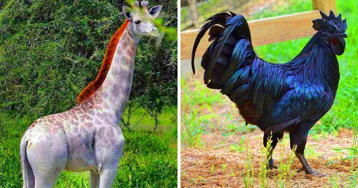 Animais com colorações fascinantes
