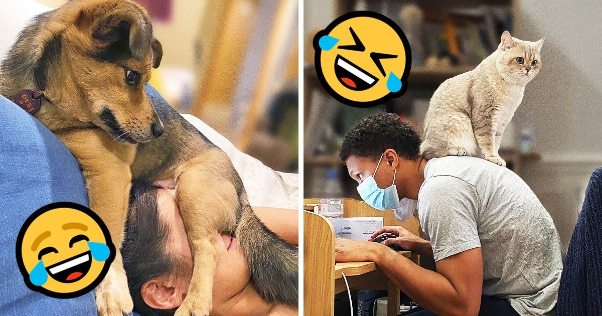 20 Animais que escolheram os lugares mais estranhos para descansar 20 Animais que escolheram os lugares mais estranhos para descansar