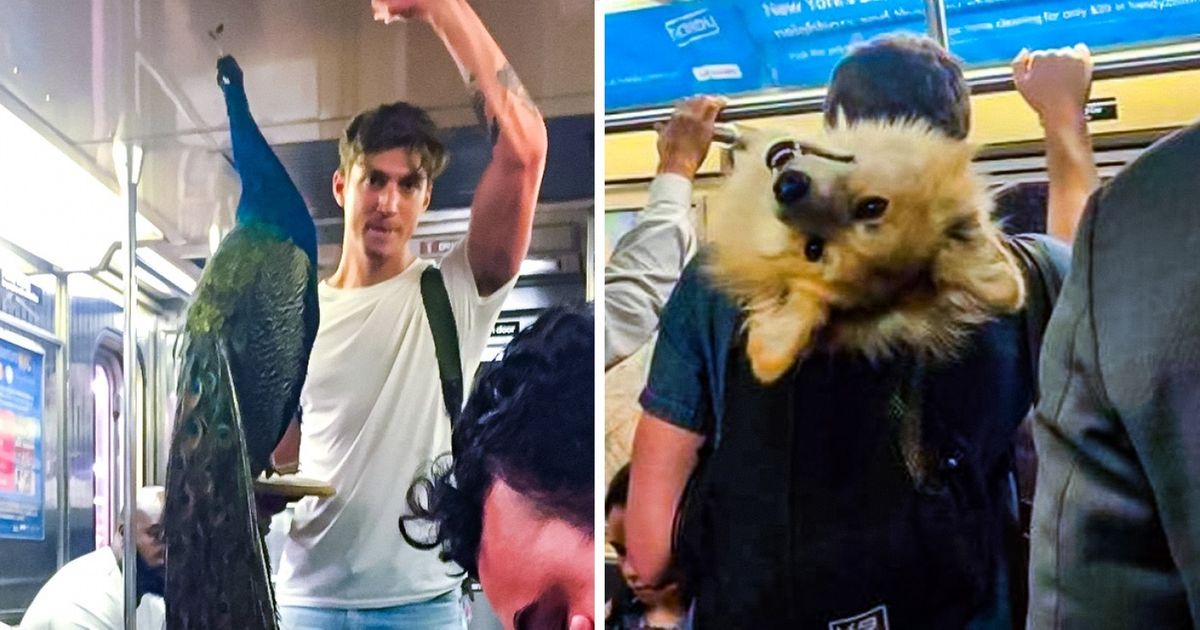 Os passageiros mais loucos e divertidos do metrô