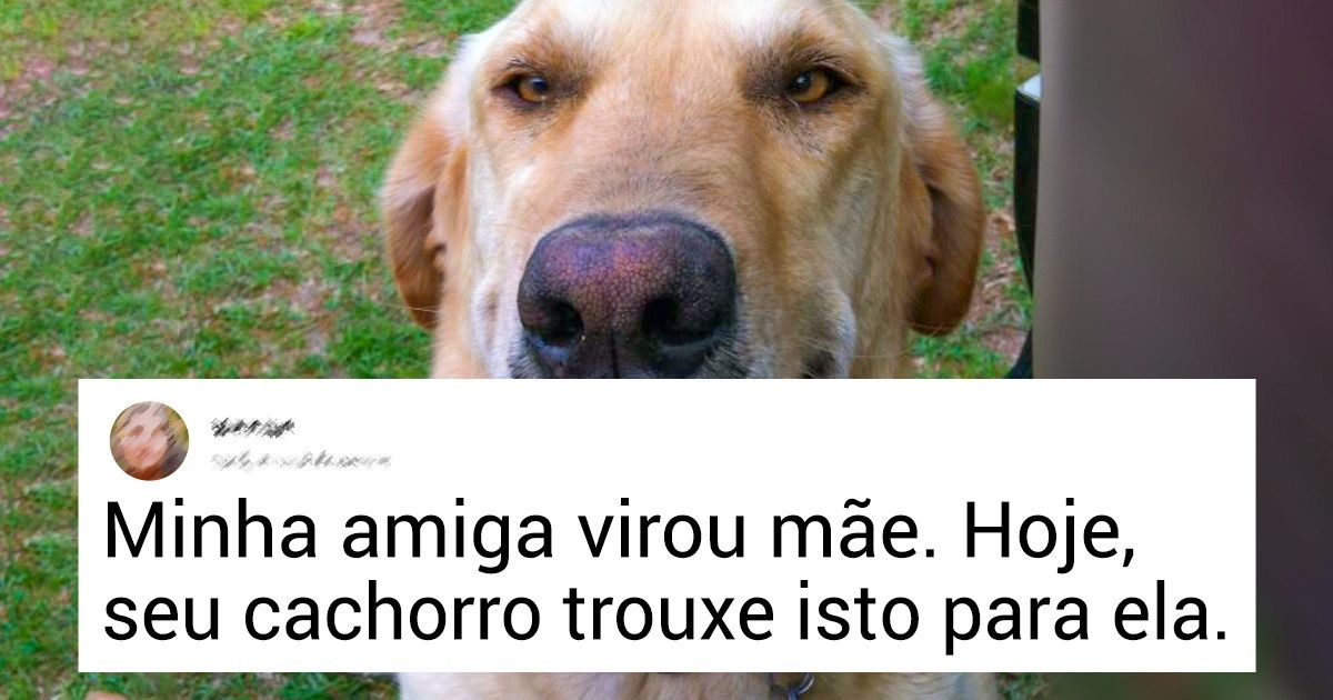 20 Cãezinhos generosos que nunca deixam seus donos sem um presente inusitado