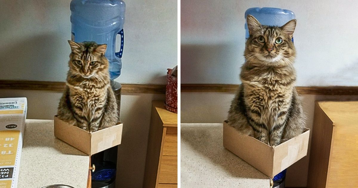 Como é a vida com um gato em casa (20+ fotos) Como é a vida com um gato em casa (20+ fotos)