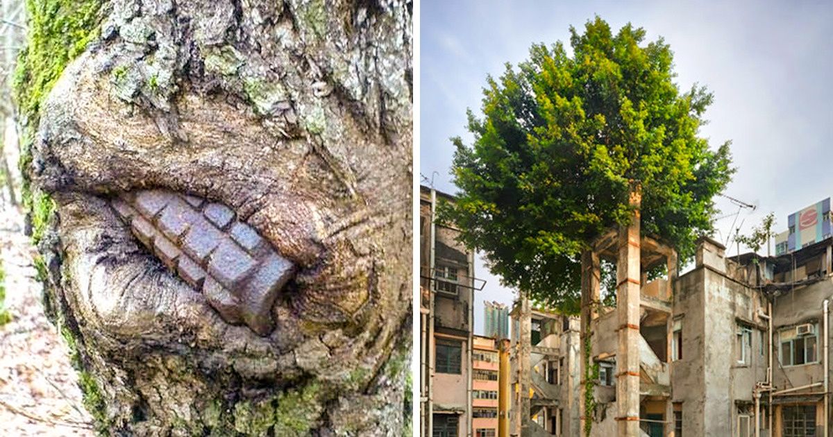Provas de que quem manda no nosso Planeta é a natureza