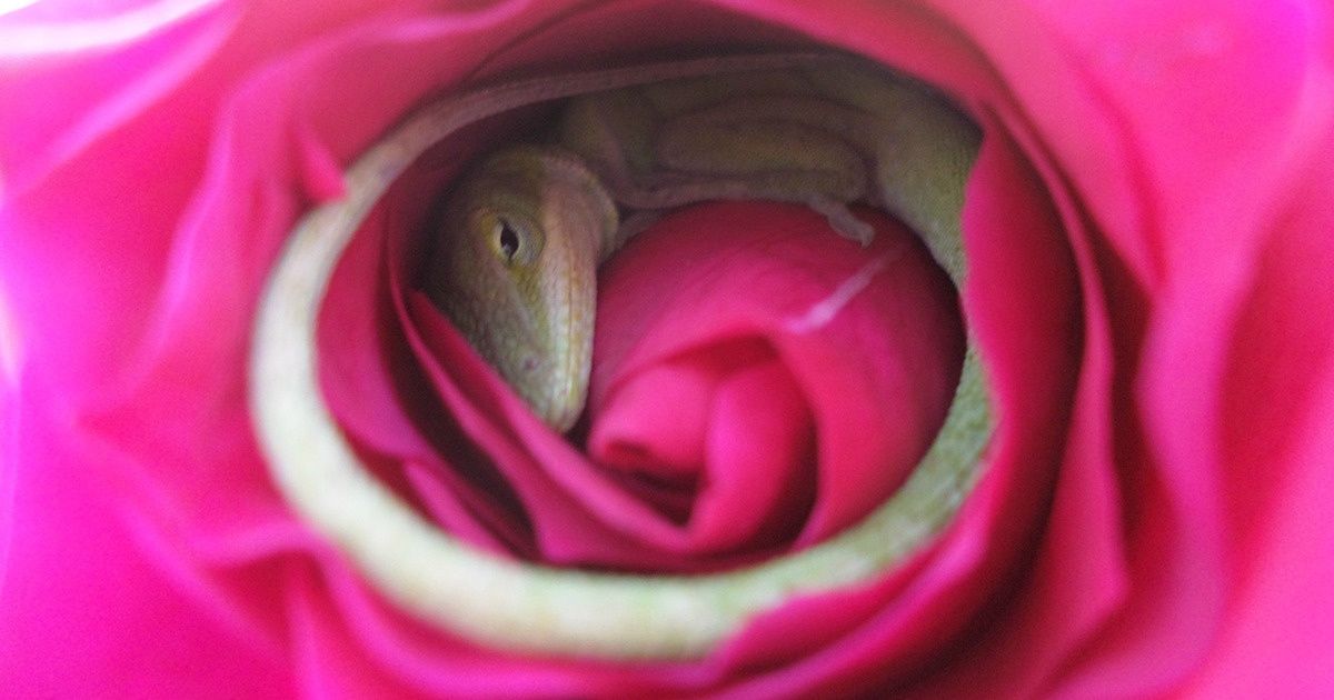 Um pequeno lagarto adormeceu dentro de uma rosa; estas fotos vão explodir seu fofurômetro Um pequeno lagarto adormeceu dentro de uma rosa; estas fotos vão explodir seu fofurômetro