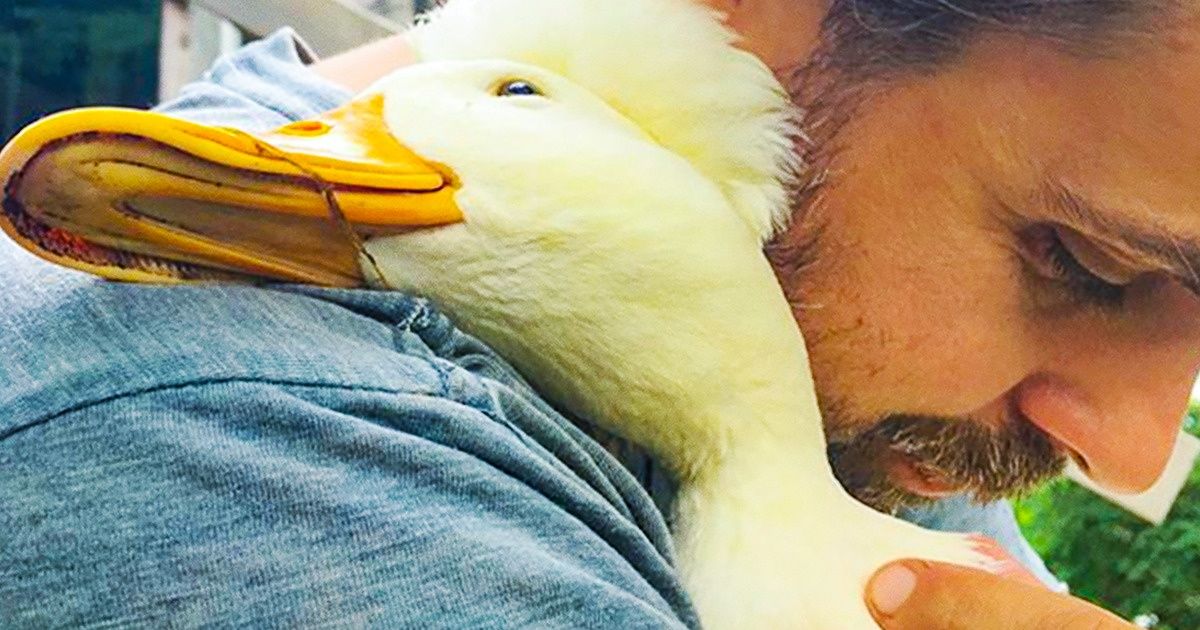 Animais que derretem o coração de qualquer um