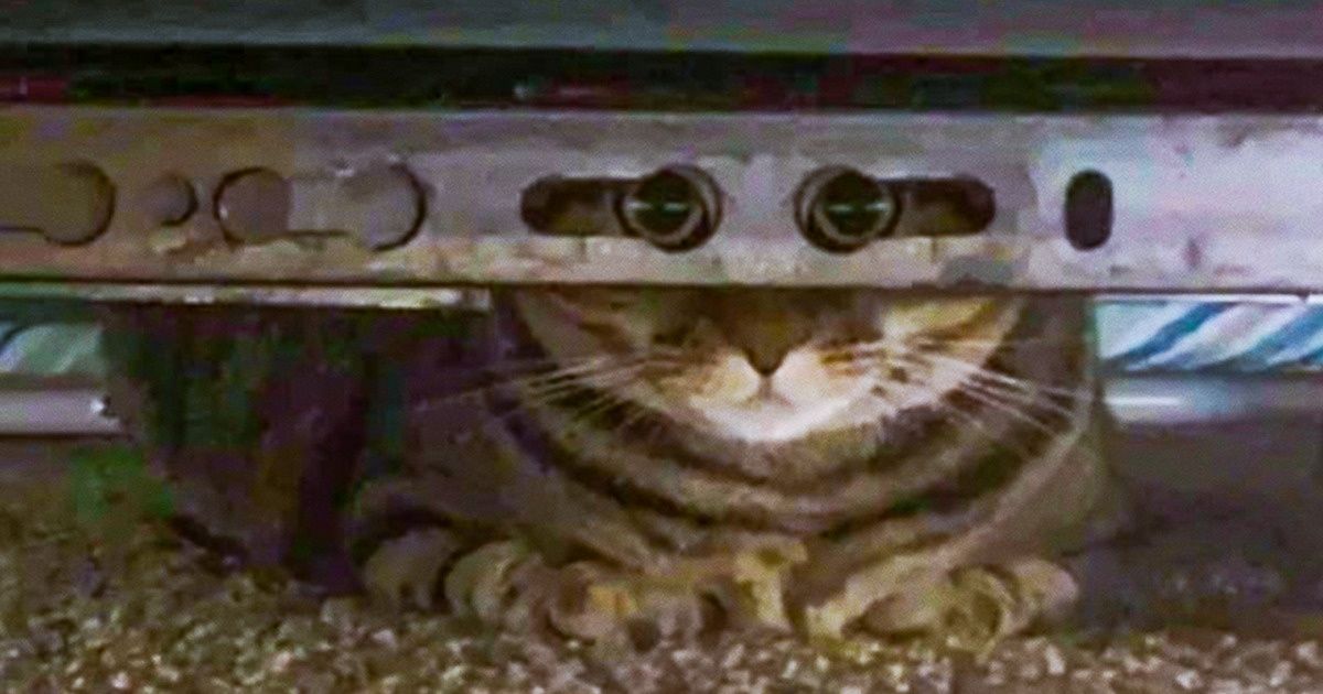 20+ Animais dignos de serem o próximo James Bond