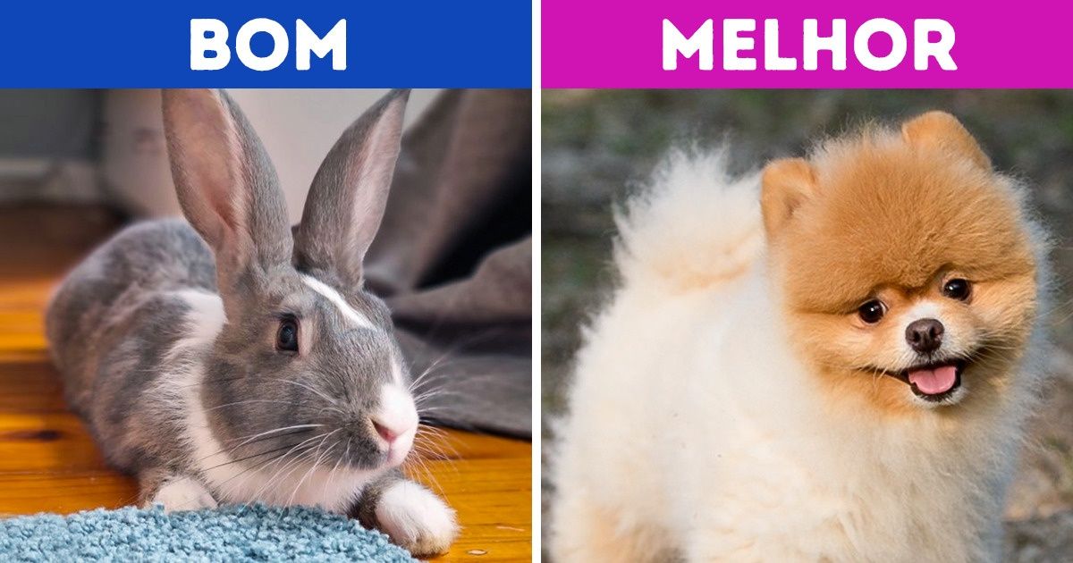11 Animais de estimação recomendados para crianças e como se comportam