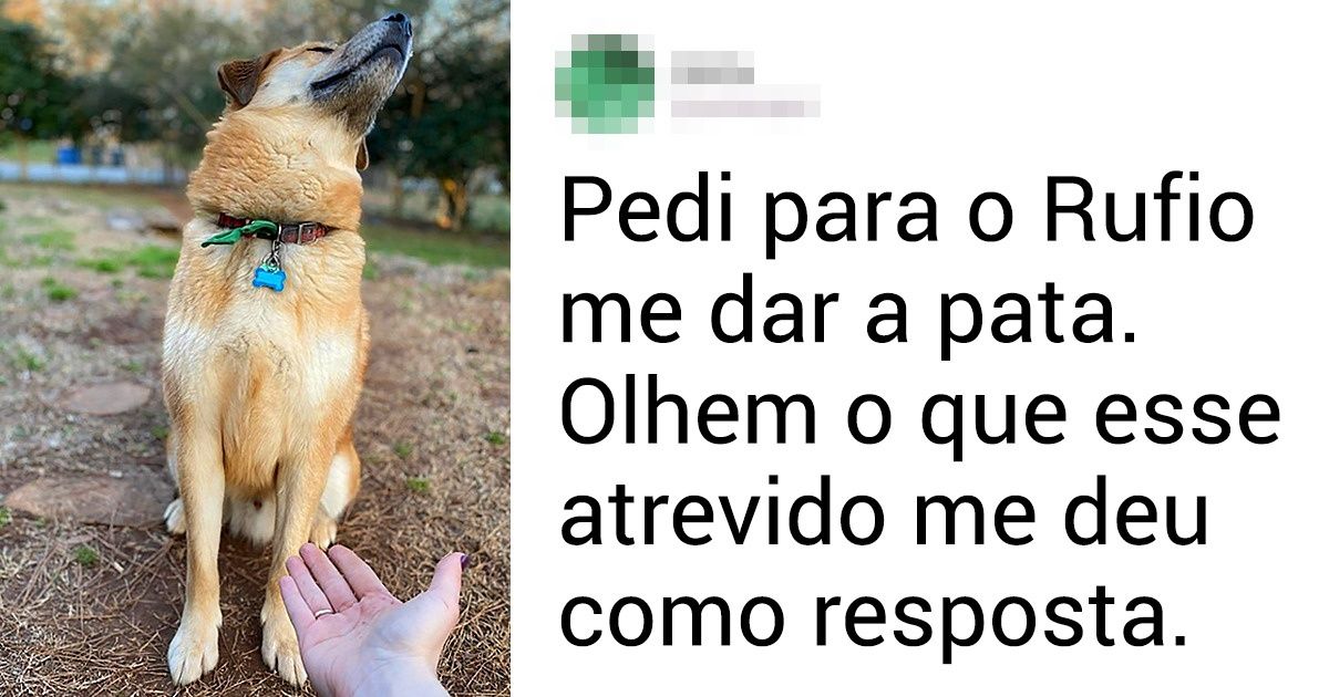 20 Fotos inusitadas e bastante divertidas de animais de estimação