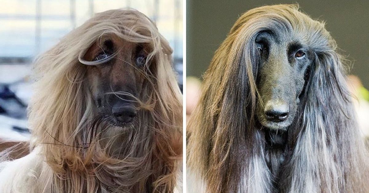21 Imagens de cães afghan hound que parecem ter saído das páginas de uma revista de beleza 21 Imagens de cães afghan hound que parecem ter saído das páginas de uma revista de beleza