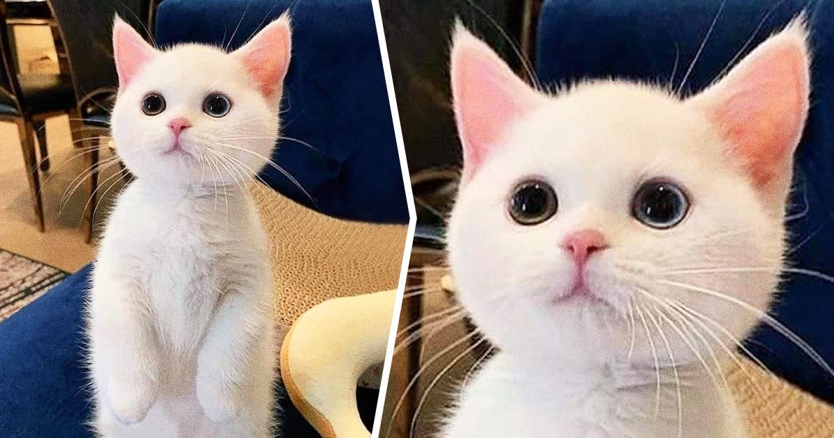 15+ Momentos em que os animais foram pegos de surpresa e o resultado nos encantou