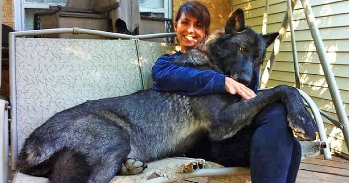 O maravilhoso cão-lobo, um animal lindo e com instinto selvagem