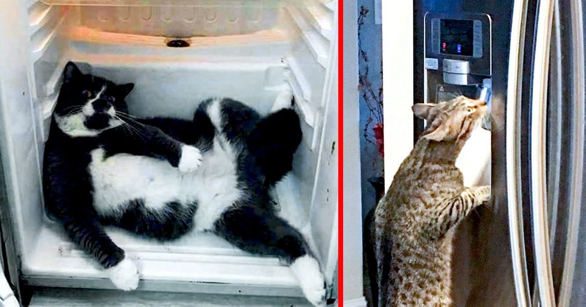 25 Animais que não esperavam que os donos voltassem tão cedo