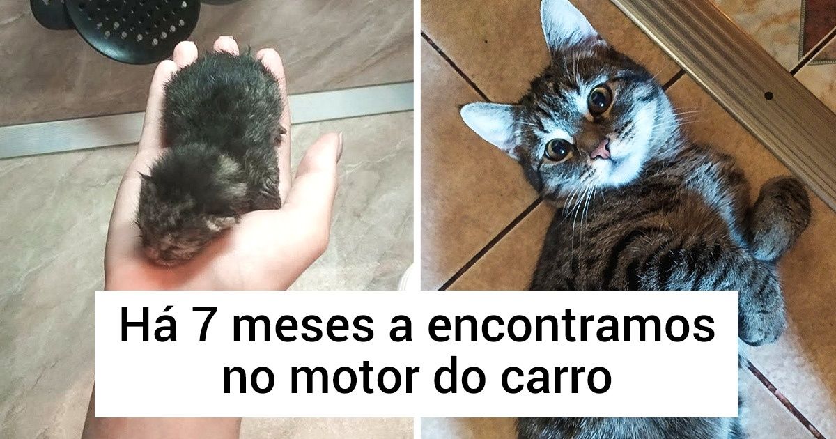 20+ Fotos comoventes que mostram como os nossos bichos de estimação crescem rápido demais 20+ Fotos comoventes que mostram como os nossos bichos de estimação crescem rápido demais
