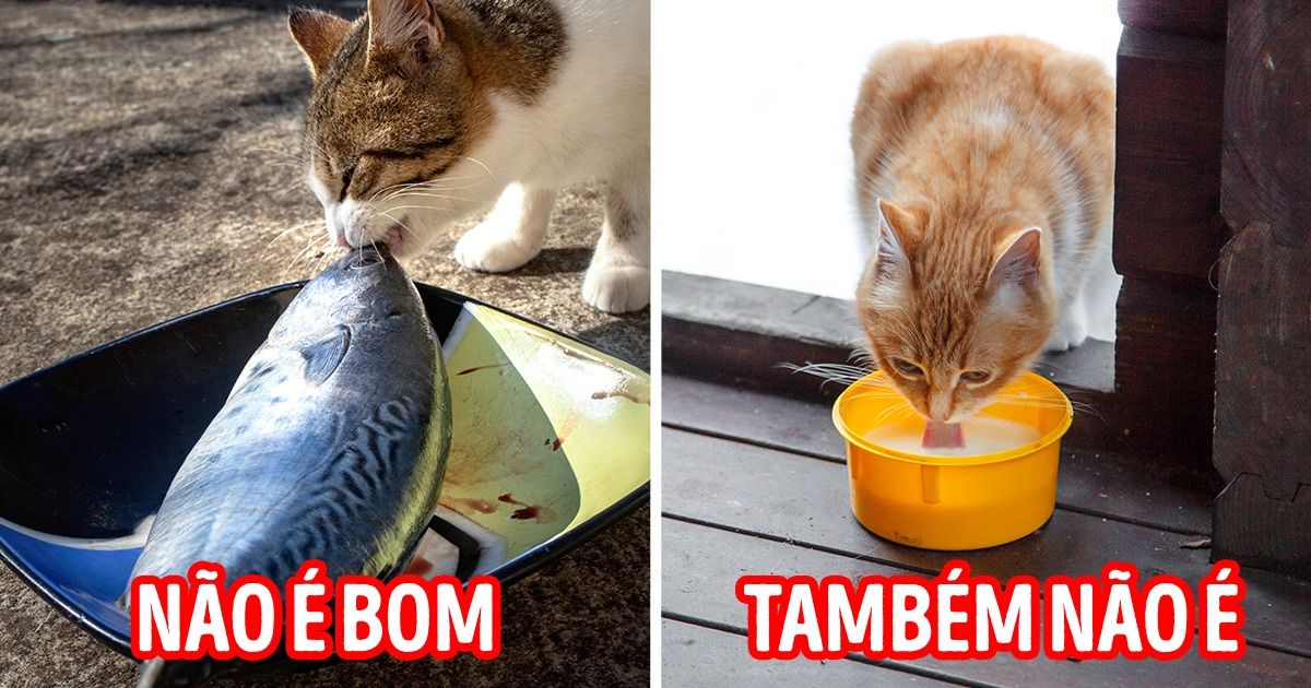 10 Hábitos que alguns donos de pets cometem e que prejudicam a qualidade de vida dos animais