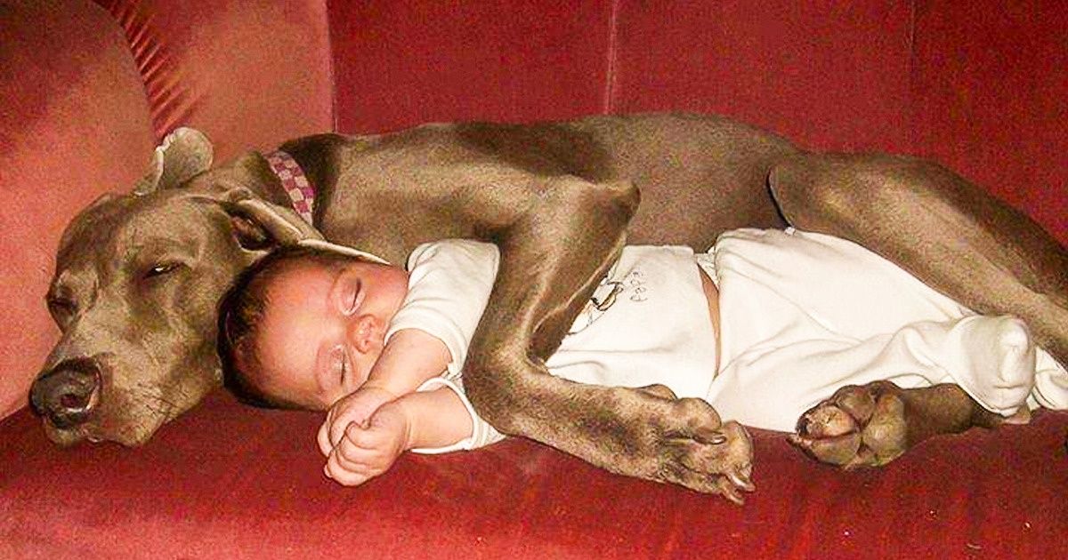 23 Fotos que mostram por que toda criança deveria ter um pet