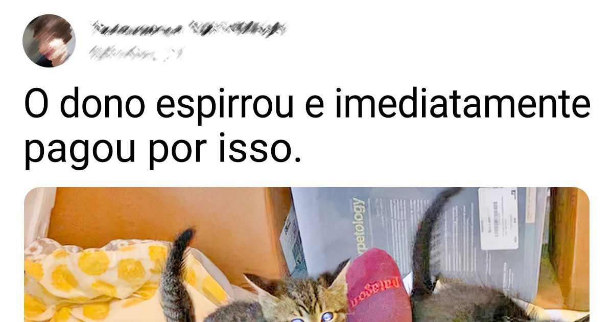 20+ Pessoas que acolheram um gatinho e se apaixonaram perdidamente por esse milagre peludo