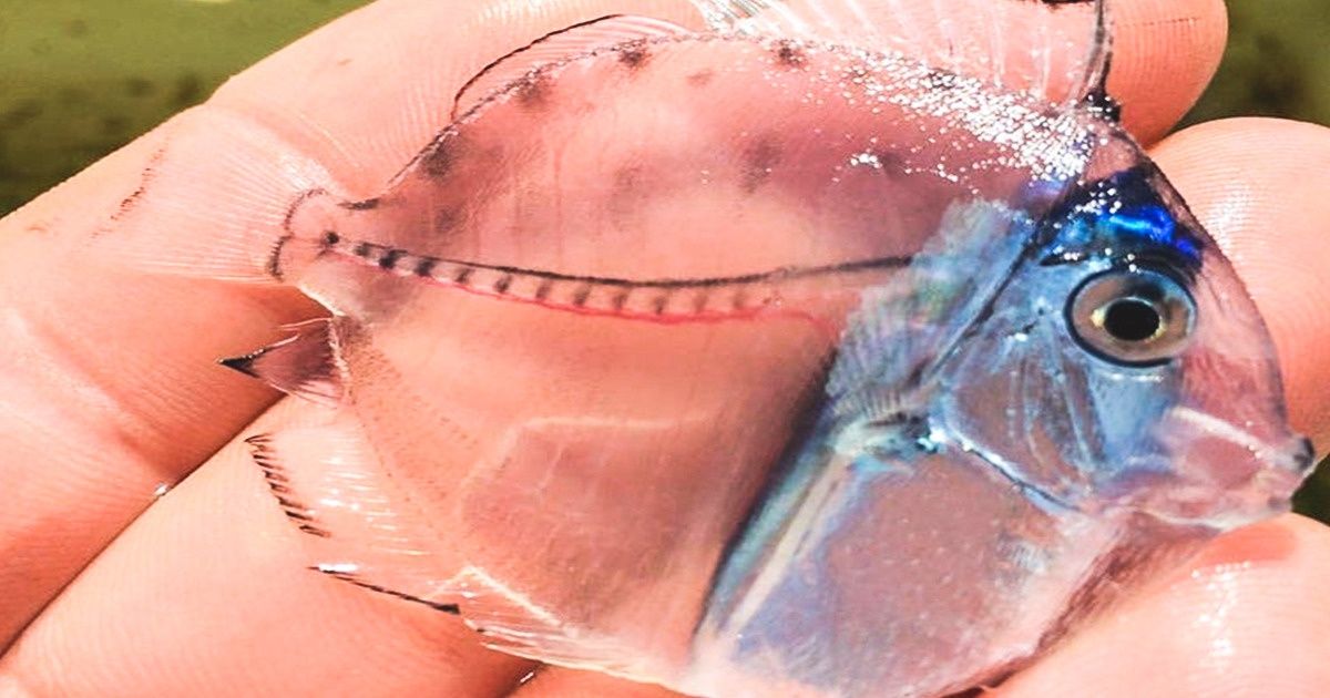 20 Animais reais que parecem ter saído de filmes de fantasia 20 Animais reais que parecem ter saído de filmes de fantasia