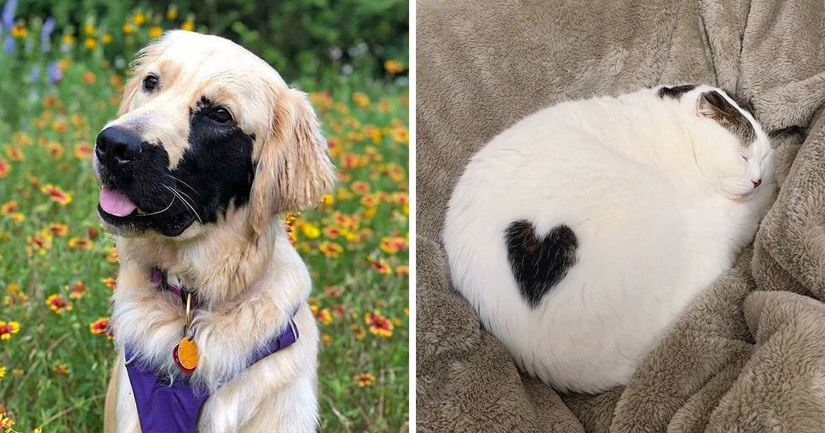 20 Vezes em que a natureza não economizou na criatividade e nos brindou com belos pets