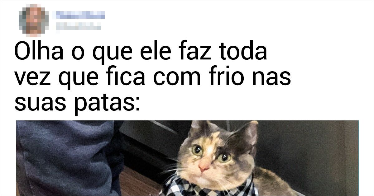 20+ Gatos sem vergonha que testam os nervos dos seus donos todos os dias 20+ Gatos sem vergonha que testam os nervos dos seus donos todos os dias