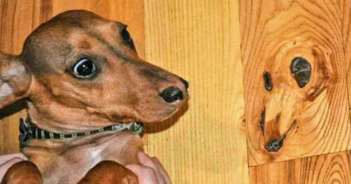 20 Fotos que mostram que tudo tem uma alma