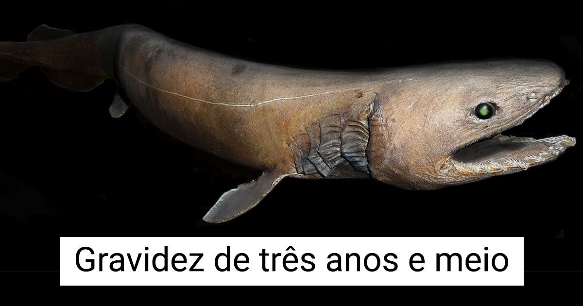 10 Animais com gestações e nascimentos totalmente incomuns 10 Animais com gestações e nascimentos totalmente incomuns