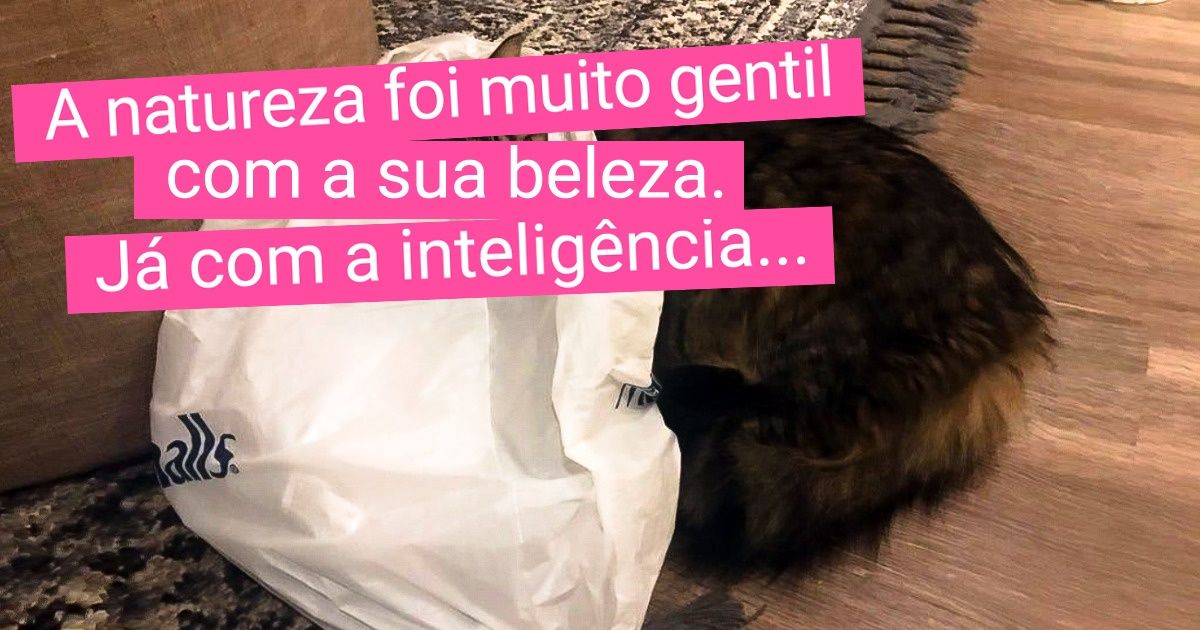 20+ Internautas compartilharam fotos de seus gatos bobalhões