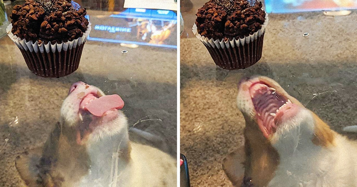 20 Cães que foram pegos no flagrante mais inusitado, no momento exato