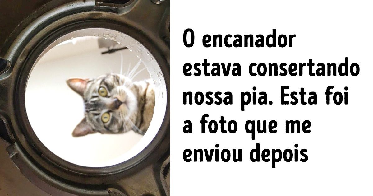Gatos capazes de derreter até os corações de quem prefere cães