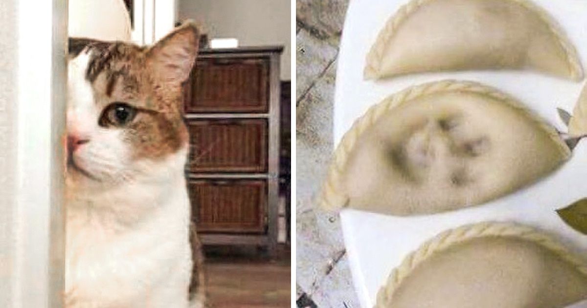 19 Gatos que nos divertem por não estarem nem aí para nada 19 Gatos que nos divertem por não estarem nem aí para nada