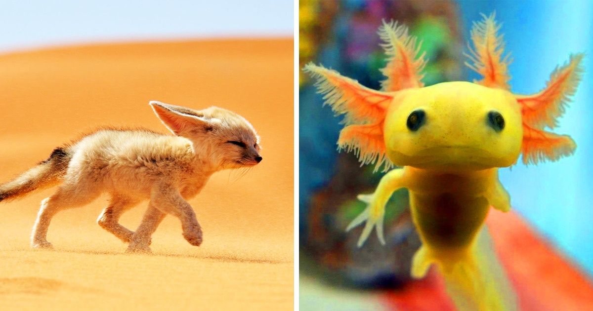50 Criaturas tão estranhas que parecem ter saído de filmes 50 Criaturas tão estranhas que parecem ter saído de filmes