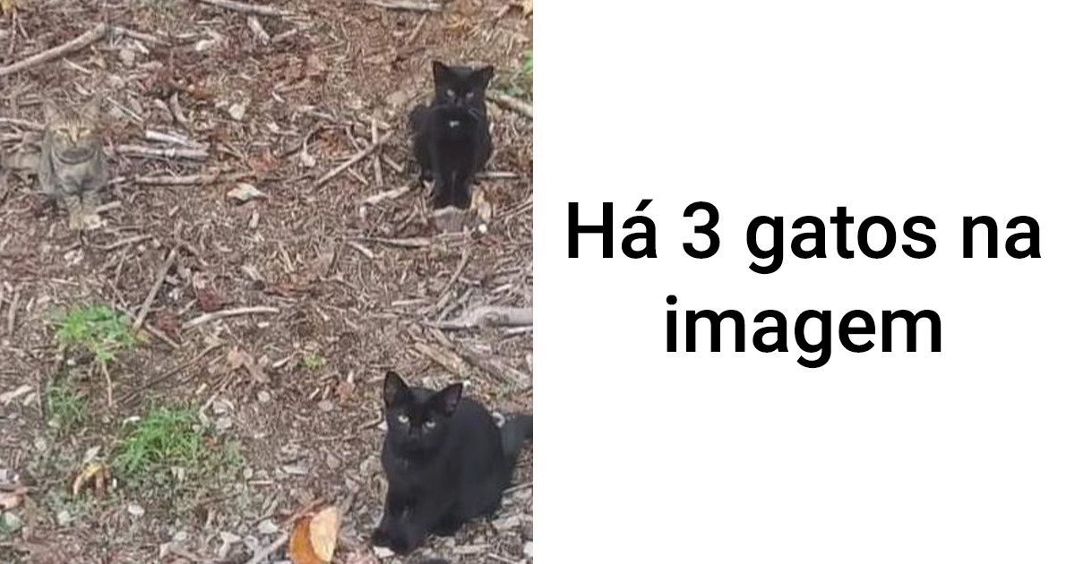 18 Gatos e cachorros que parecem estar em treinamento para serem espiões (+ bônus) 18 Gatos e cachorros que parecem estar em treinamento para serem espiões (+ bônus)