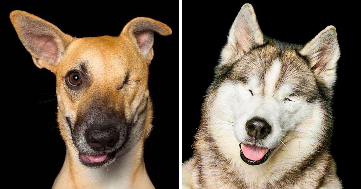 Uma fotógrafa captura a beleza de animais “imperfeitos” para ajudá-los a encontrar um novo lar Uma fotógrafa captura a beleza de animais “imperfeitos” para ajudá-los a encontrar um novo lar