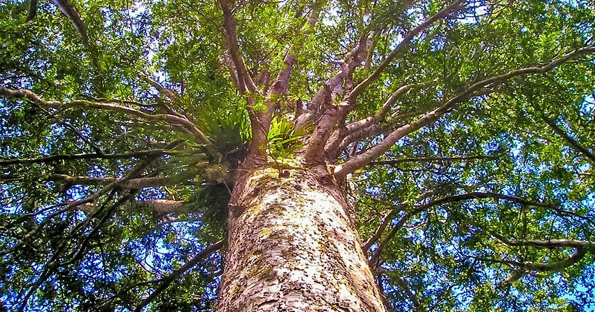O tronco desta árvore que deveria estar morto sobrevive graças à ajuda das árvores vizinhas