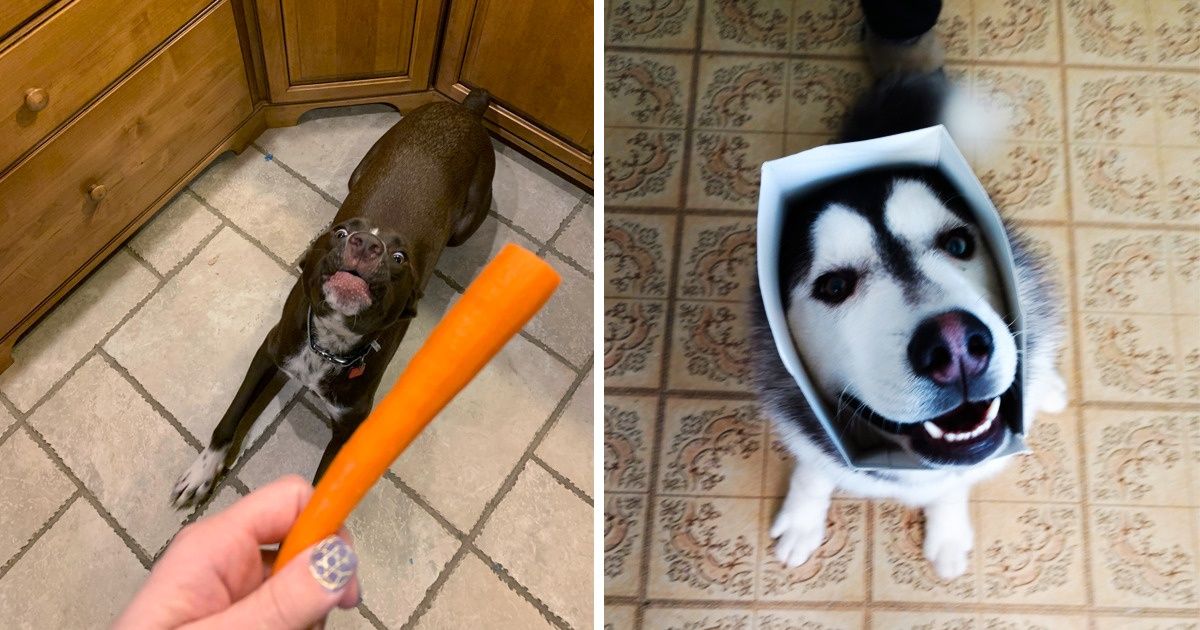 A falta de lógica dos brinquedos favoritos dos bichos de estimação