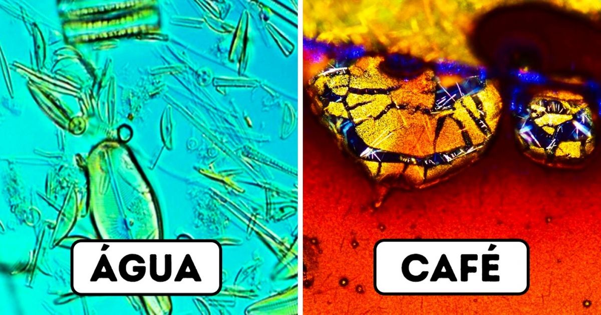 20 Fotos impressionantes de alimentos no microscópio