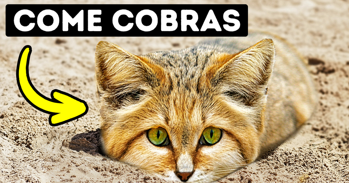 Este gato não bebe e não deixa pegadas