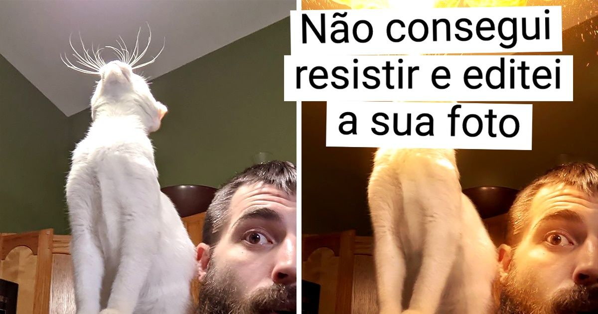 18 Internautas decidiram participar do desafio “gato no ombro” e compartilharam sua experiência na Internet (mas nem todos tiveram sucesso)