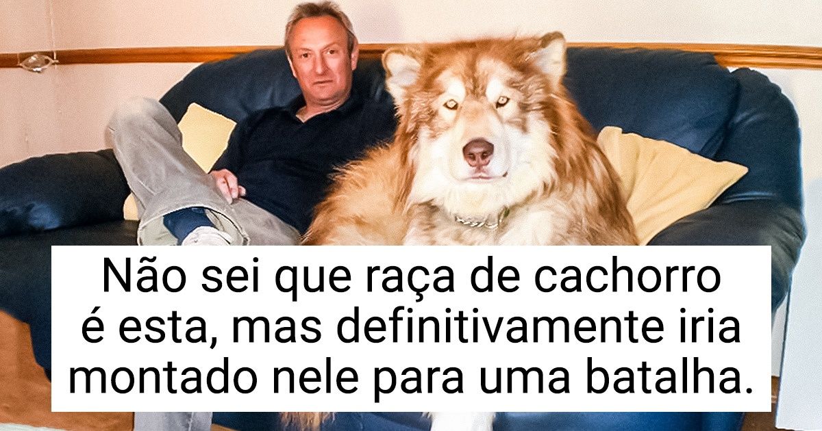 20+ Cachorros que são verdadeiros “grandalhões” (e alguns sequer se dão conta disso)