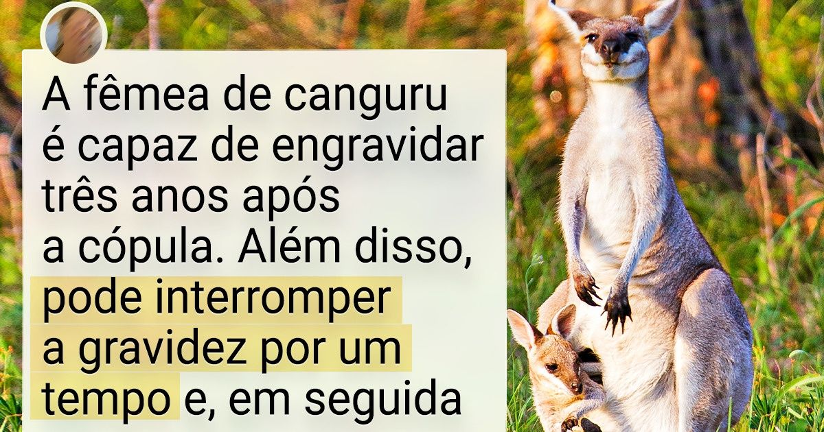 17 Fotos de animais que provam como a natureza pode nos surpreender com a sua imaginação