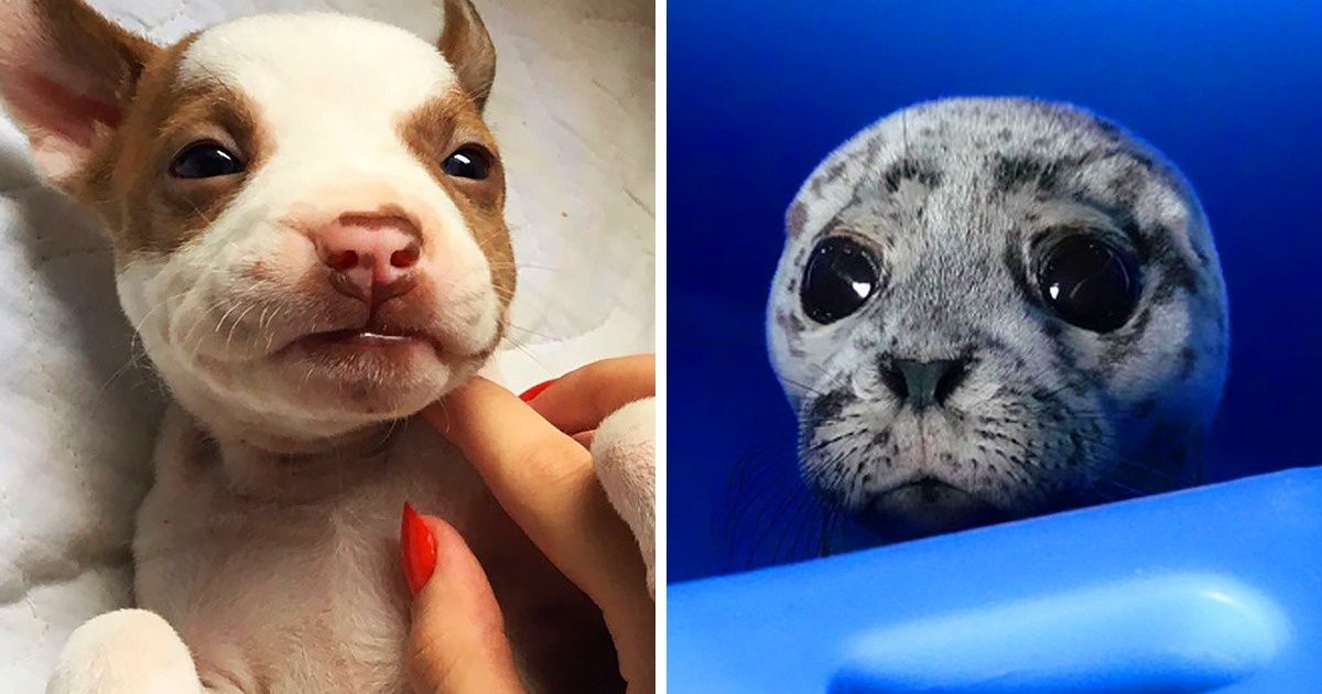 28 Filhotes de animais para animar até o mais triste dos dias